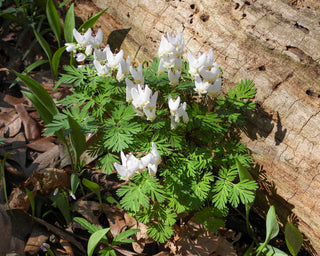 Dutchman's Breeches - Dicentra cucullaria