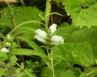 White Turtlehead - Chelone glabra