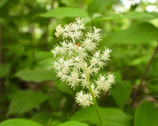 False Solomon's Seal - Maianthemum racemosum