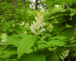 False Solomon's Seal - Maianthemum racemosum