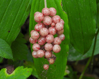 False Solomon's Seal - Maianthemum racemosum