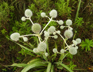 Rattlesnake Master - Eryngium yuccifolium