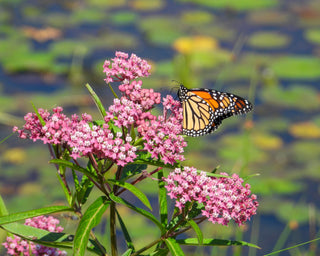 Rose Milkweed - Asclepias incarnata