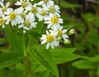 Flat Topped White Aster - Doellingeria umbellata