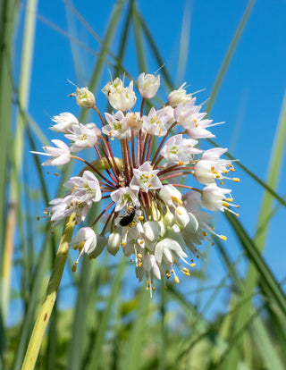 Nodding Onion - Allium cernuum