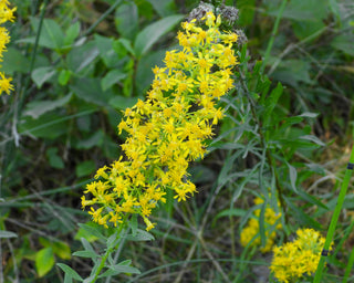 Showy Goldenrod - Solidago speciosa