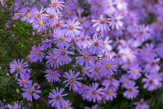 New York Aster - Symphyotrichum novi-belgii