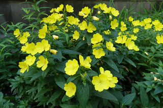 Evening Primrose - Oenothera fruticosa