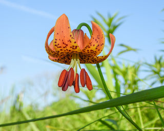 Michigan Lily - Lilium michiganense