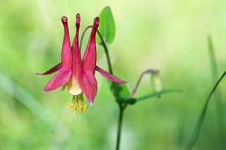 Wild Columbine - Aquilegia canadensis