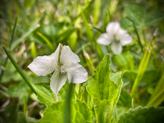 Striped Cream Violet - Viola striata
