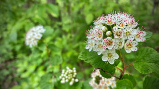 Ninebark- Physocarpus opulifolius