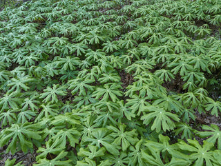 Mayapple- Podophyllum peltatum