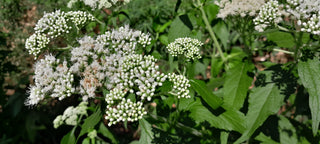 Boneset - Eupatorium perfoliatum