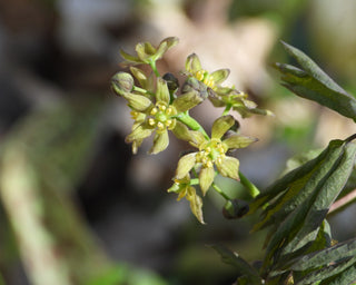 Blue Cohosh - Caulophyllum thalictroides