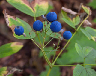 Blue Cohosh - Caulophyllum thalictroides