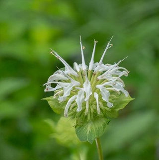 White Bergamot - Monarda clinopodia