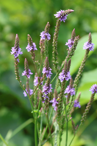 Blue Vervain - Verbena hastata