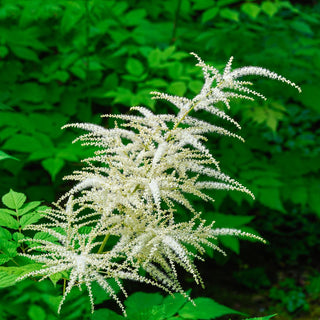 Goat's Beard- Aruncus dioicus