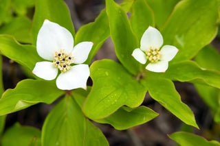 Bunchberry Dogwood- Cornus canadensis