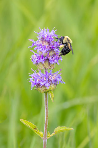 Downy Woodmint - Blephilia ciliata