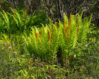 Cinnamon Fern - Osmundastrum cinnamomeum