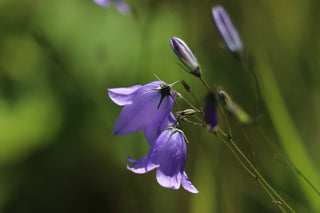 Harebell - Campanula rotundifolia