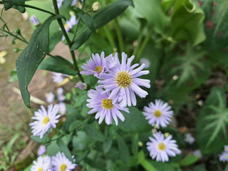 Smooth Blue Aster - Symphyotrichum laeve