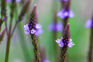 Blue Vervain - Verbena hastata