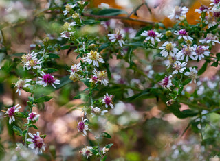 Calico Aster - Symphyotrichum lateriforum