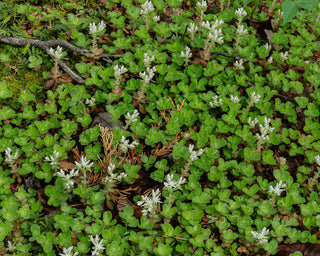 Woodland Stonecrop - Sedum ternatum