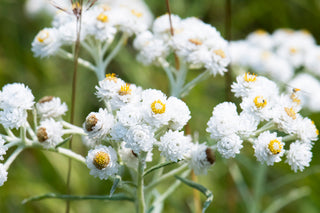 Pearly Everlasting - Anaphalis margaritacea