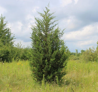 Eastern Red Cedar - Juniperus virginiana