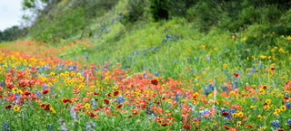 Create Your Tray of 50 Perennial Plugs Save 20%