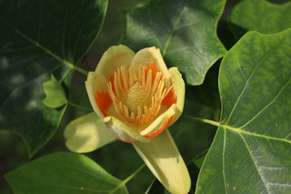 Tulip Poplar- Liriodendron tulipifera