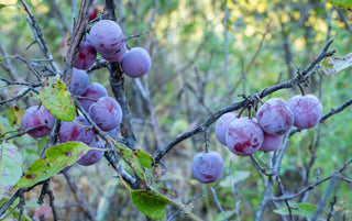 American Plum - Prunus americana