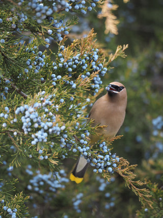 Eastern Red Cedar - Juniperus virginiana