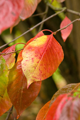 Nannyberry - Viburnum lentago
