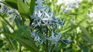 Eastern Bluestar - Amsonia tabernaemontana