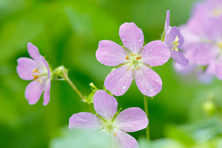 Wild Geranium - Geranium maculatum