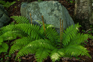 Cinnamon Fern - Osmundastrum cinnamomeum