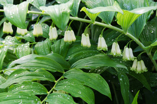 Great Solomon's Seal- Polygonatum commutatum