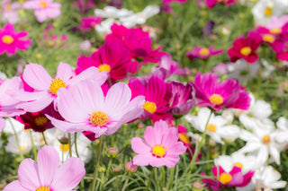 Cosmos Sensation Tall Mix - Cosmos bipinnatus