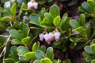 Bearberry - Arctostaphylos uva-ursi