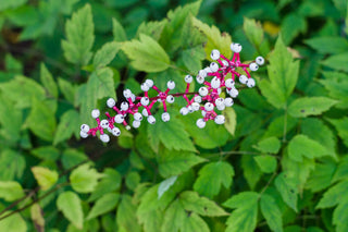 Doll's Eyes - Actaea pachypoda