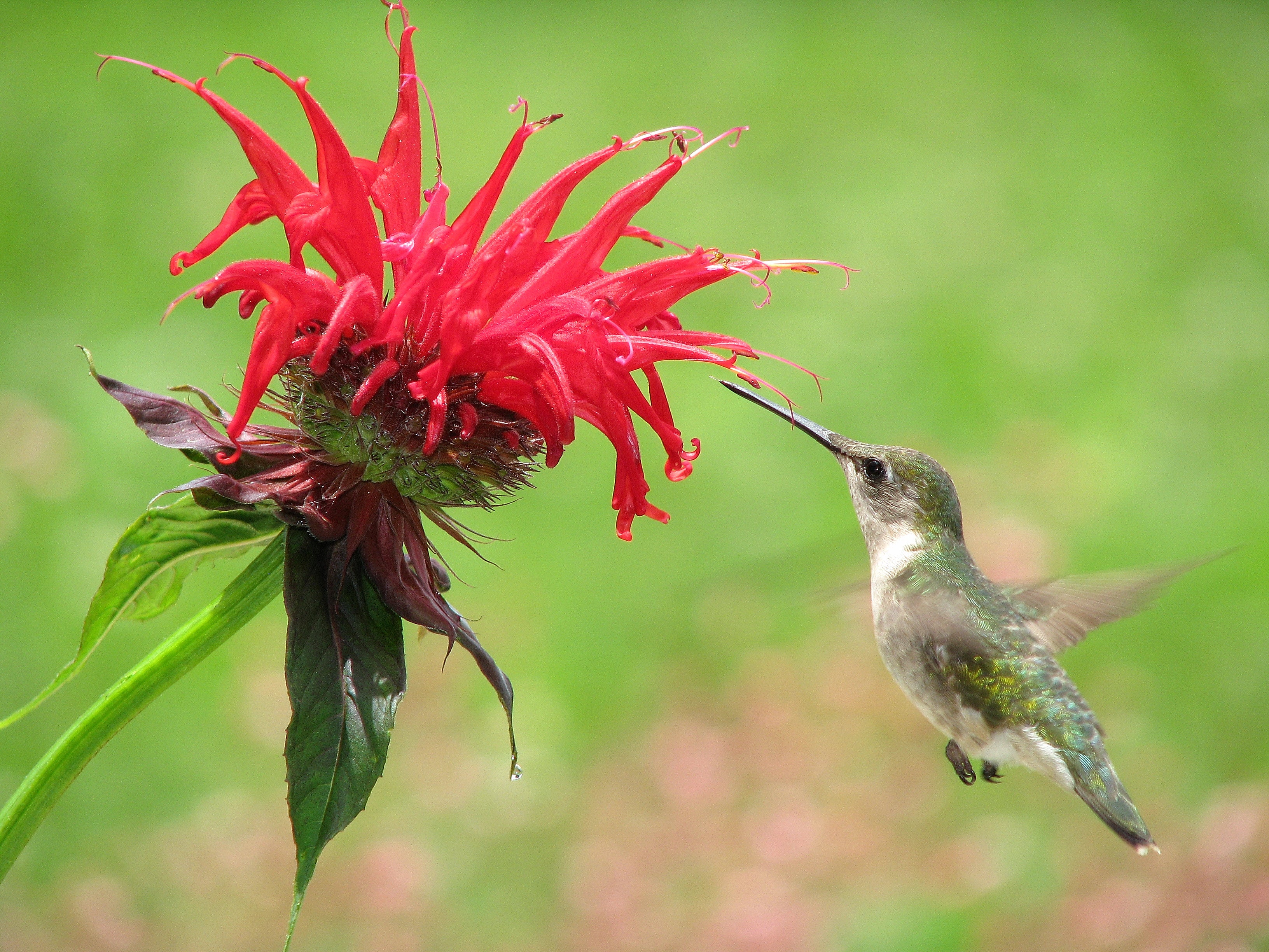 bee palm plant Scarlet Bee Balm