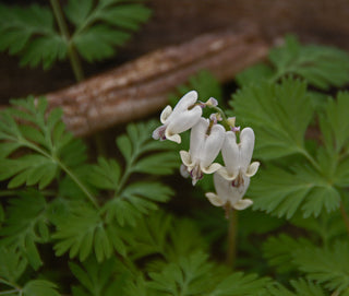 Squirrel Corn - Dicentra canadensis