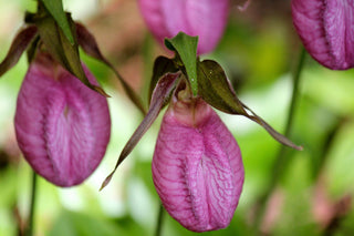 Pink Lady's Slipper - Cypripedium acaule Aiton