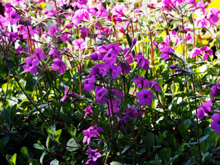 Creeping Phlox - Phlox stolonifera