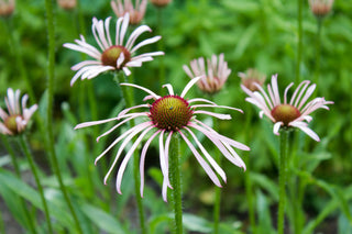 Pale Purple Coneflower - Echinacea pallida